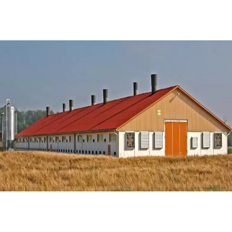 Full Automatic Hot-dip Galvanized Poultry Farm Feeding Equipment Customizable for Broiler Chicken Houses