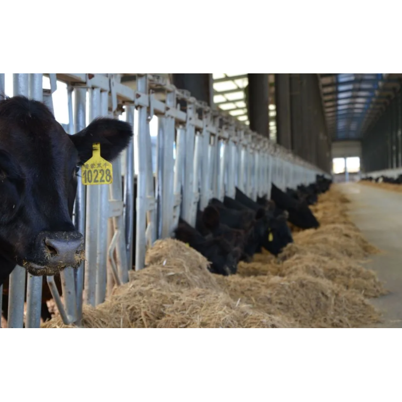 Customizable Earthquake Resistant Corrosion Resistant Quick Assembly Steel Structure Poultry House for Livestock Farming