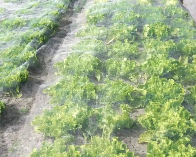 Plastic Garden Netting For Plant Vegetables And Fruits
