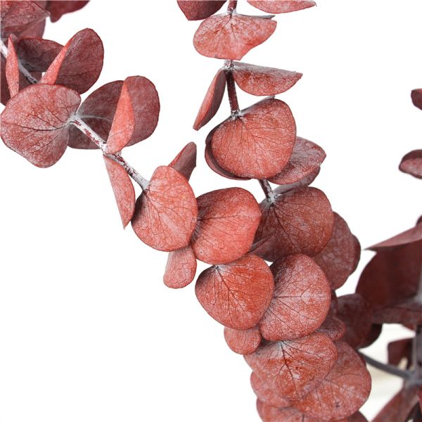 Artificial Dried Eucalyptus Plant , Preserved Silver Dollar Eucalyptus