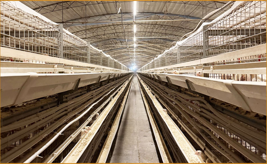 Galvanized H Type Broiler Chicken Cage Durable Battery Cage System for Poultry Farm