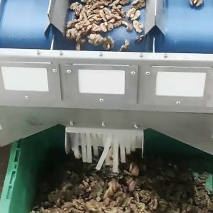 Automatic Walnut-Kernel Separating Machine Equipped With 8 Lanes Configuration