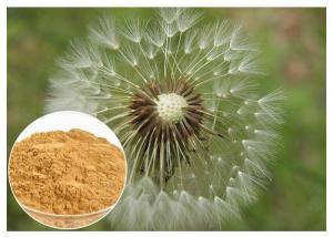 China Brown Dandelion Root Extract Powder , 80 Mesh Dandelion Root Supplement on sale