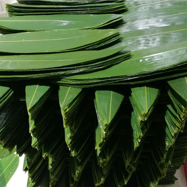 Wholesale Natural Sushi Fresh Bamboo Leaf Leaves
