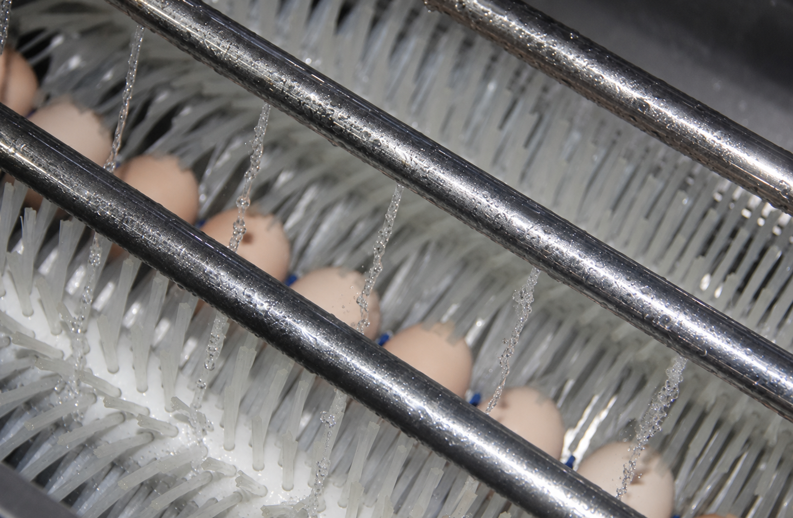Sanitizer Sprayer Egg Washing Drying Machine With 3000 Eggs/Hour Capacity