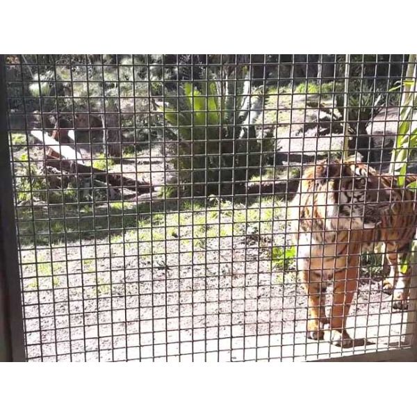 Stainless Steel Zoo Mesh BWG 14-16 13-100mm Opening