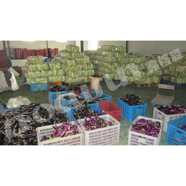 Leafy Vegetables Vacuum Cooler Bock Compressor -5C 5C Temperature Fast Cooling Machine