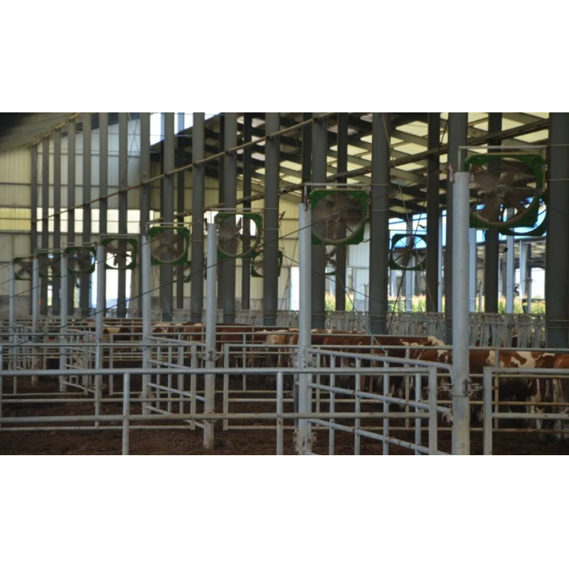 Modular Quick-Assembly Windproof Waterproof Low-Maintenance Steel Poultry House and Livestock Steel Shed