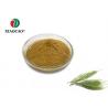 Pure Natural Freeze Dried Powder Wound Therapy Organic Horsetail Extract Powder for sale